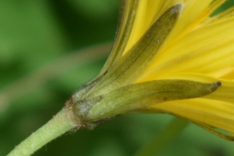 Aposeris foetida (Asteraceae)